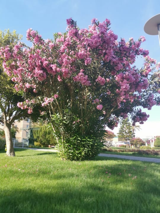 Gartenanlage TUI BLUE Xanthe