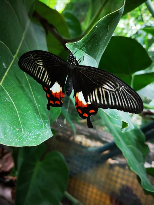 Sonstiges Sleeping by Van Beelen