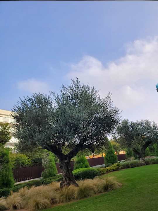 Gartenanlage Hipotels Gran Playa De Palma