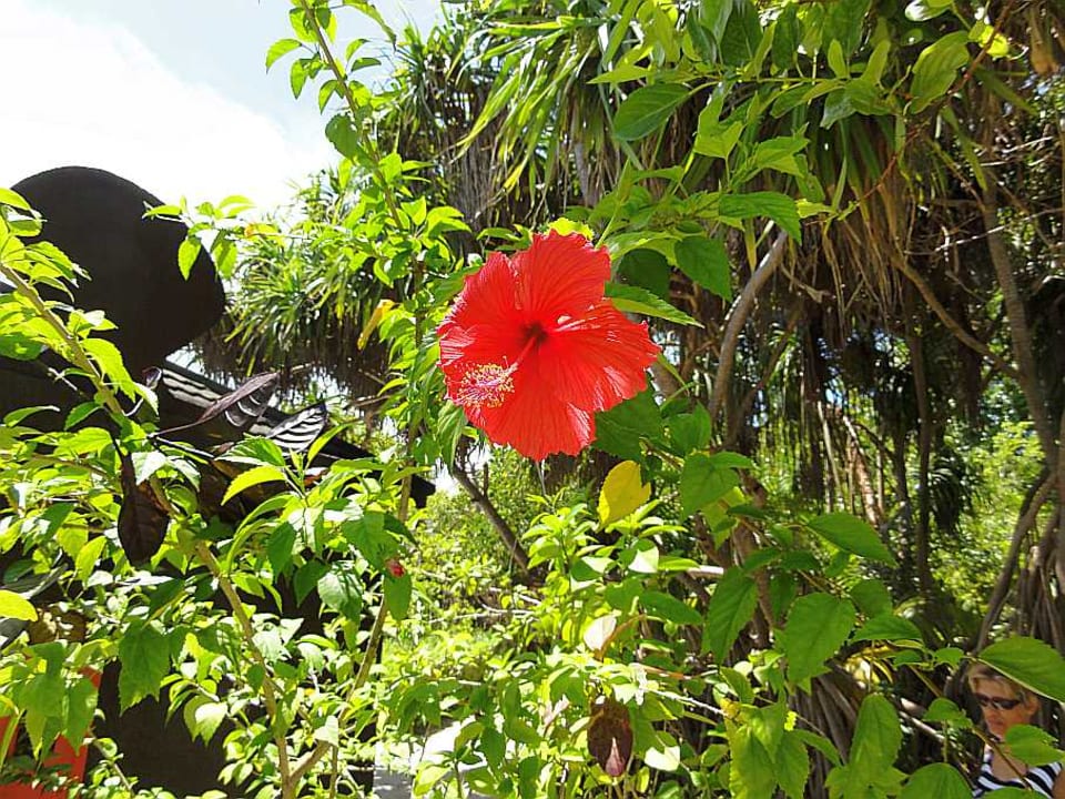 Gartenanlage Adaaran Select Meedhupparu Island Resort - Premium All Inclusive