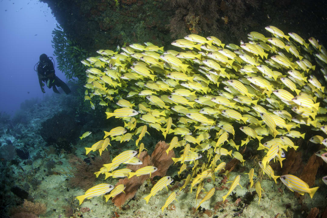 Sport & Freizeit Machchafushi Island Resort & Spa Maldives, The Centara Collection