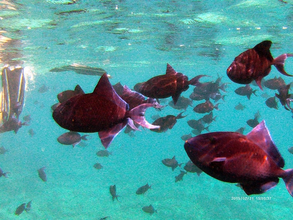 Hausriff mit den zutraulichen Rotzahn-Drücker NH Collection Maldives Reethi Resort