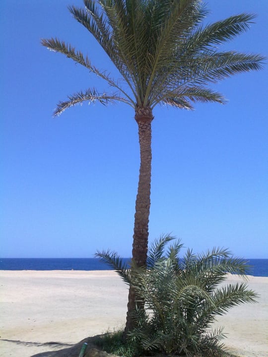 WOW Steigenberger Coraya Beach - Adults only