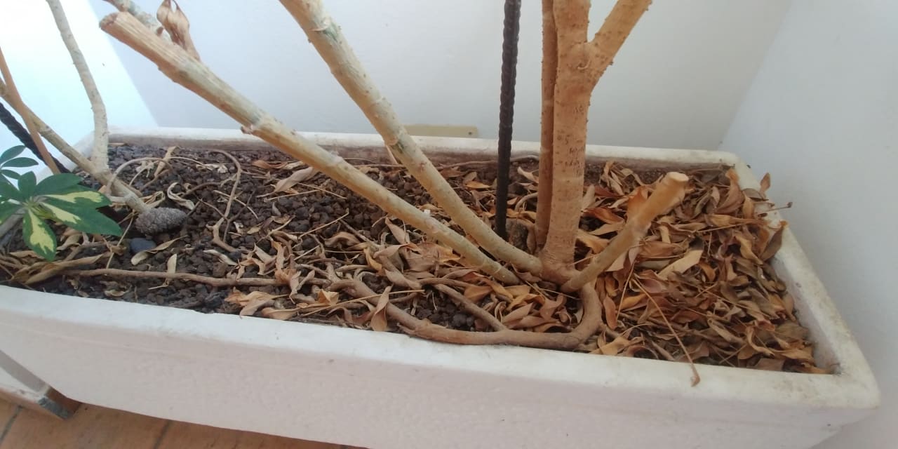 Zimmer Finca El Palmeral