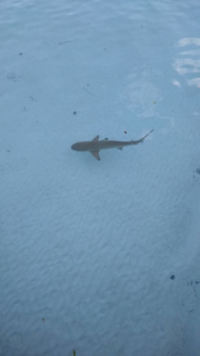 Haialarm Kuramathi Maldives