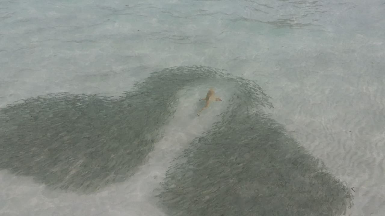 Акула в стае рыб Vilamendhoo Island Resort & Spa