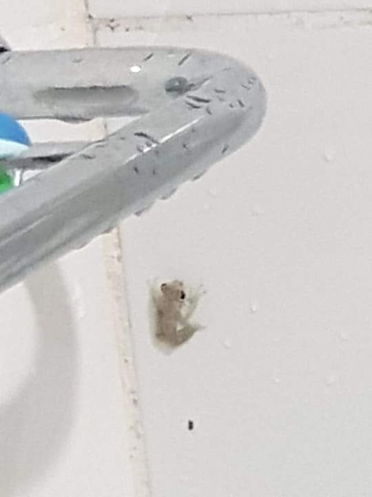 Zimmer Hotel Brisas del Caribe