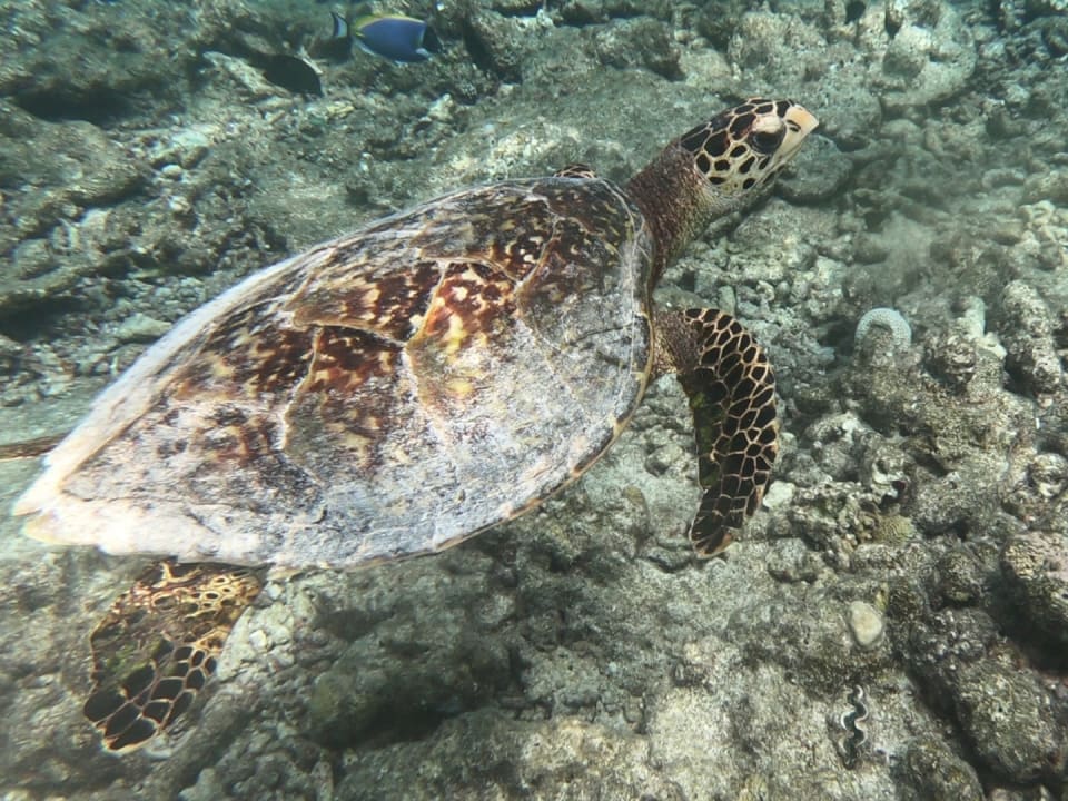 Ausblick Adaaran Club Rannalhi - All Inclusive