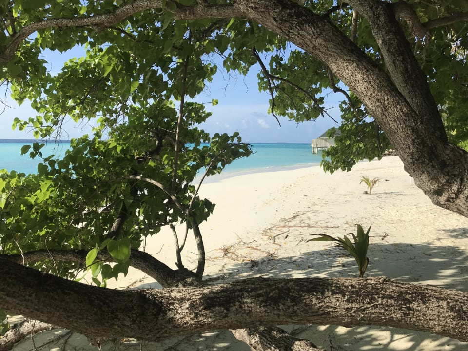 Strand Summer Island Maldives