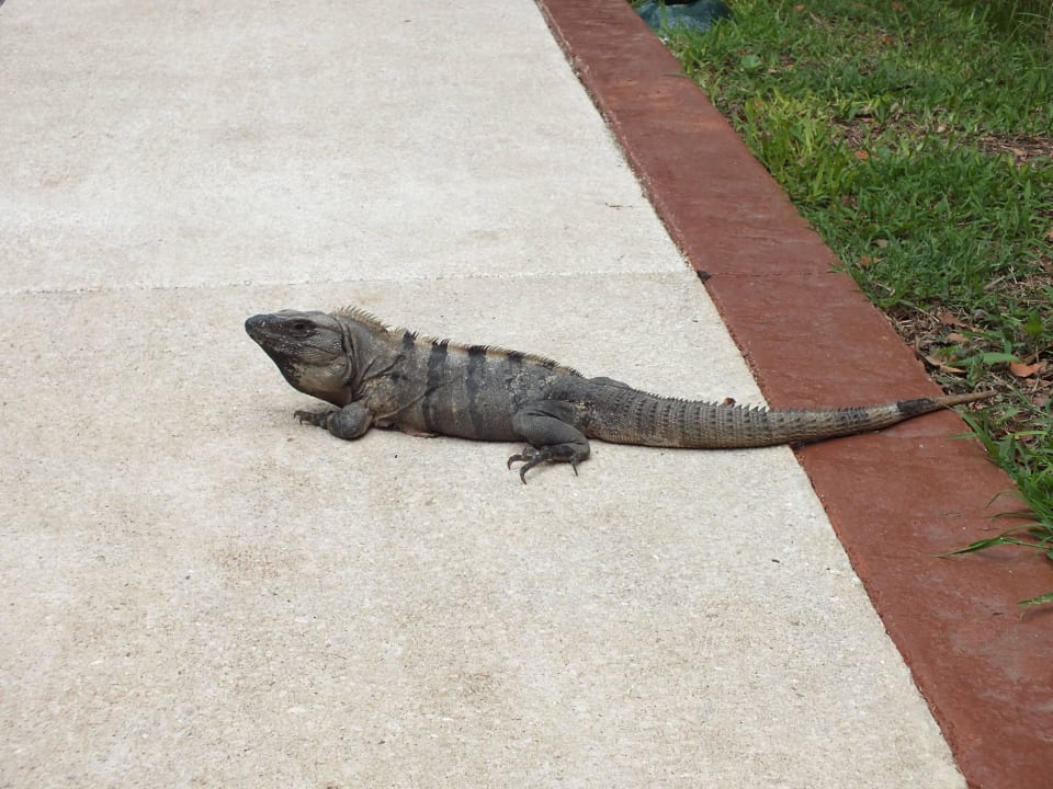 Leguan TRS Yucatan Hotel - Adults only
