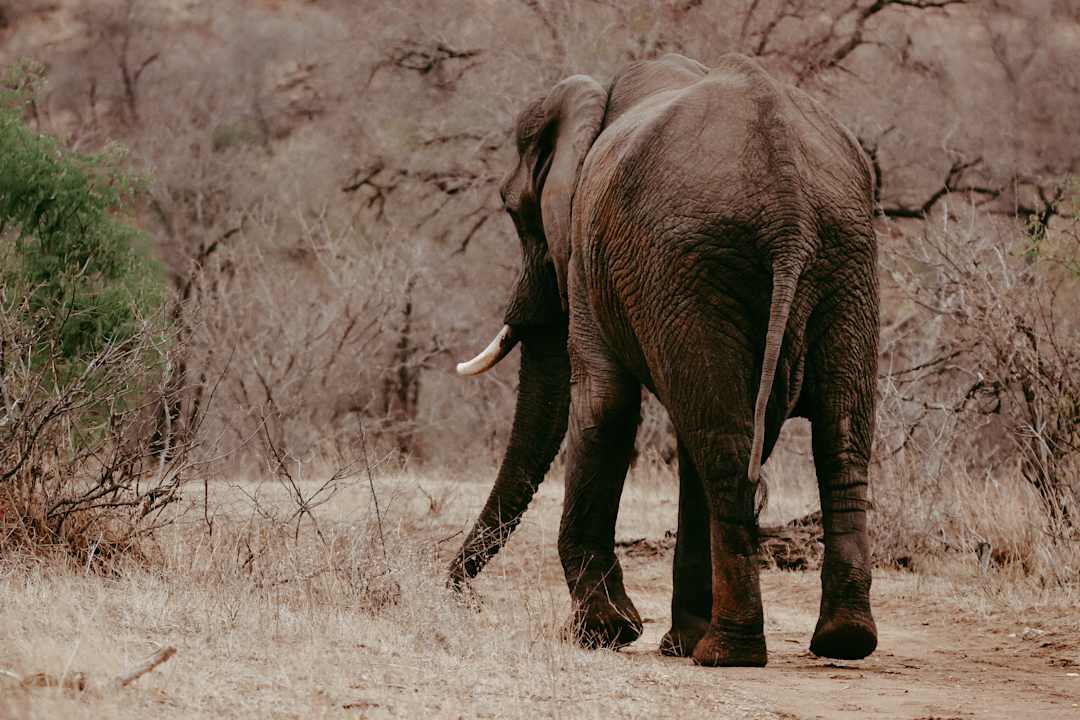 Sonstiges Rukiya Safari Camp