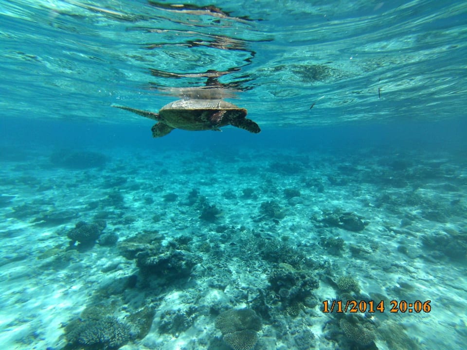 Schildkröte ROBINSON MALDIVES