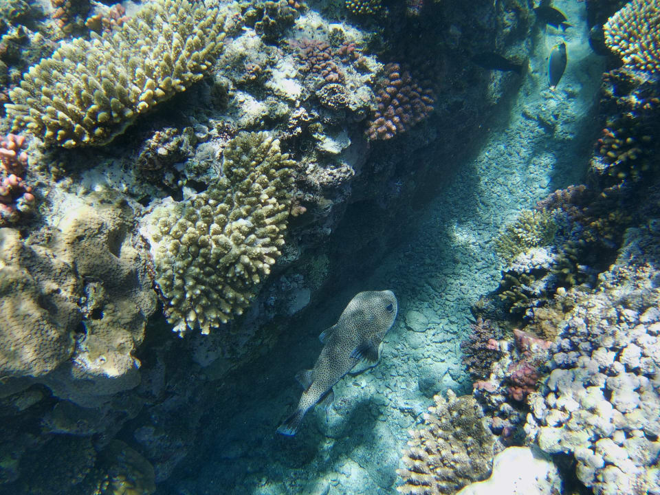 Sport & Freizeit Steigenberger Coraya Beach - Adults only