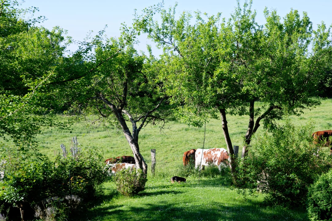 Gartenanlage Ferienhaus Vollandt