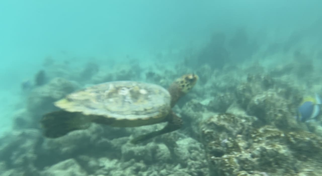 Strand Safari Island Maldives