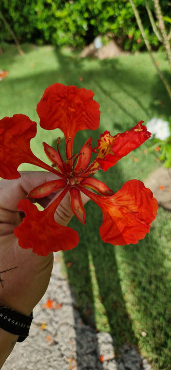 Gartenanlage TRS Turquesa Hotel - Adults only