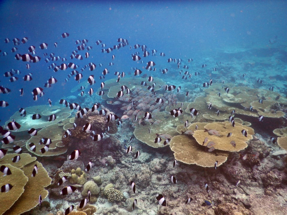 Unterwasserwelt  Kuramathi Maldives