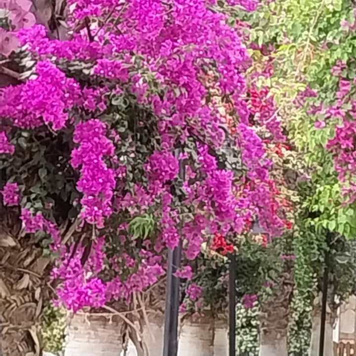 Gartenanlage Hotel Gardenia Beach