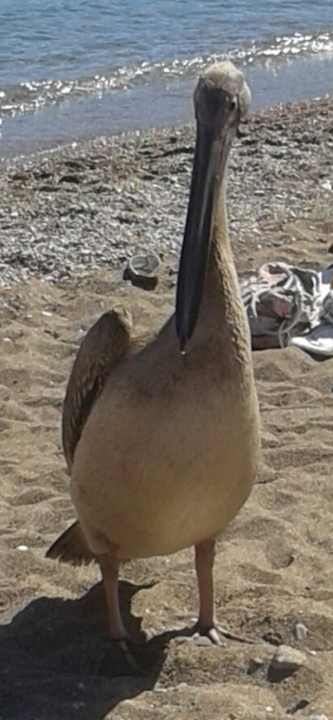 Strand Irene Palace Beach Resort Club alltoura