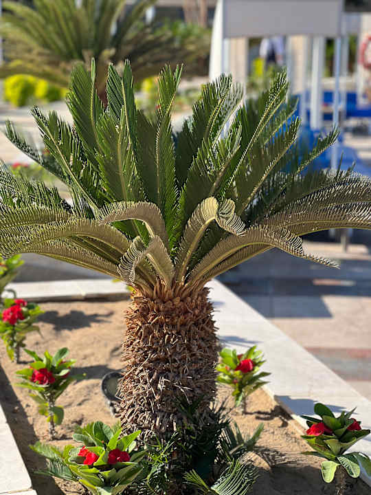 Gartenanlage Pickalbatros Dana Beach Resort - Hurghada