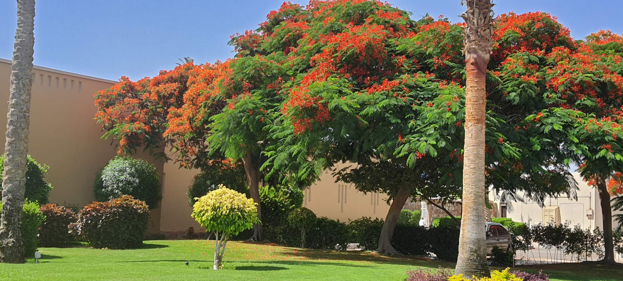Gartenanlage Jaz Dar EL Madina