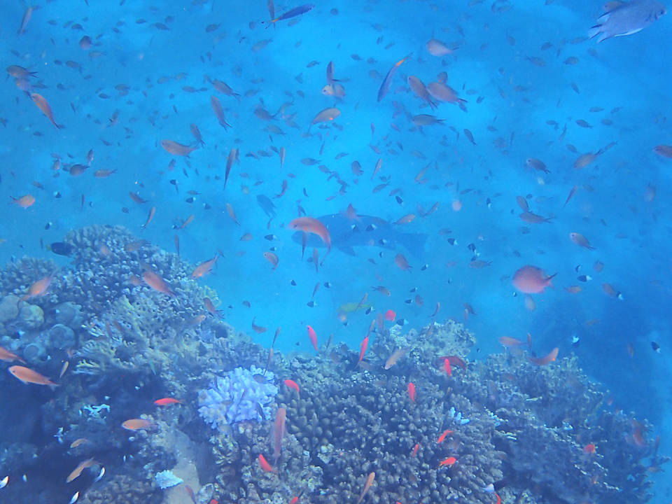 Sonstiges Shams Alam Beach Resort