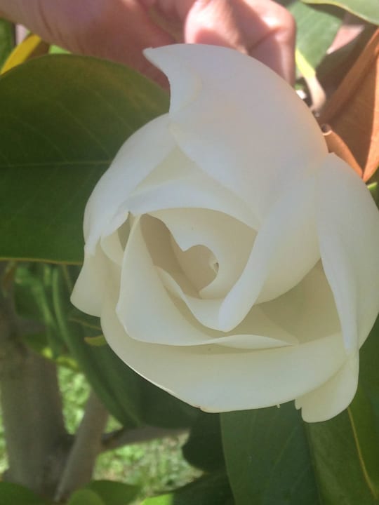 Traumhafte Blüten Labranda Alantur Resort