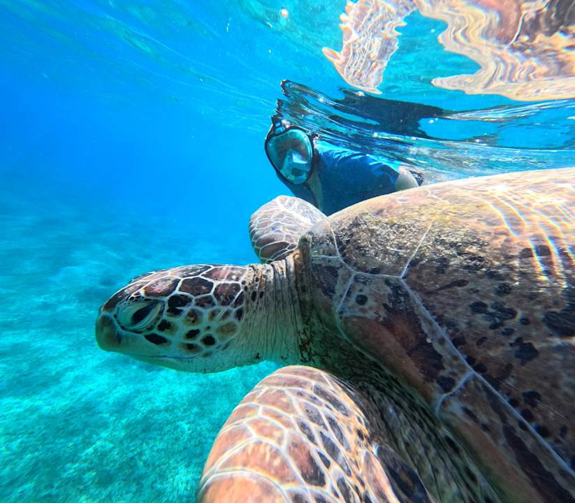 Sonstiges JAZ Elite Amara