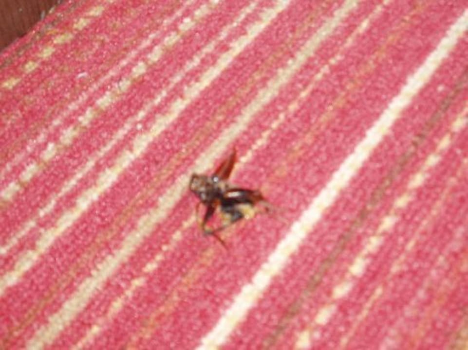 Kakerlake Zimmer Relax Airport