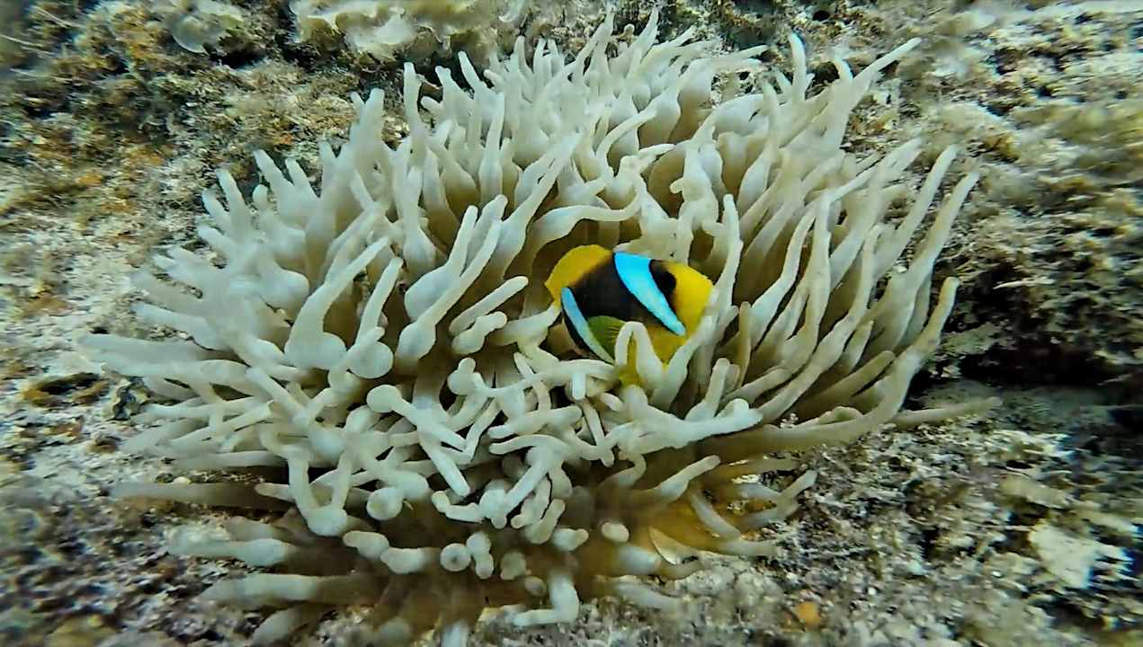 Sport & Freizeit Desert Rose