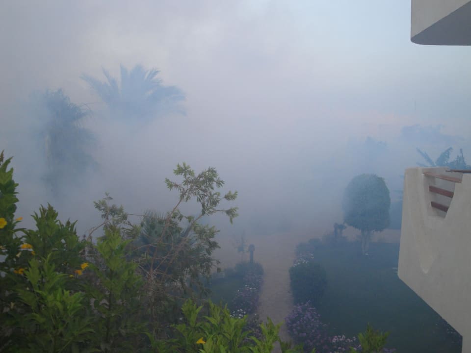 Ungeziefer Beseitigung Swiss Inn Resort Dahab