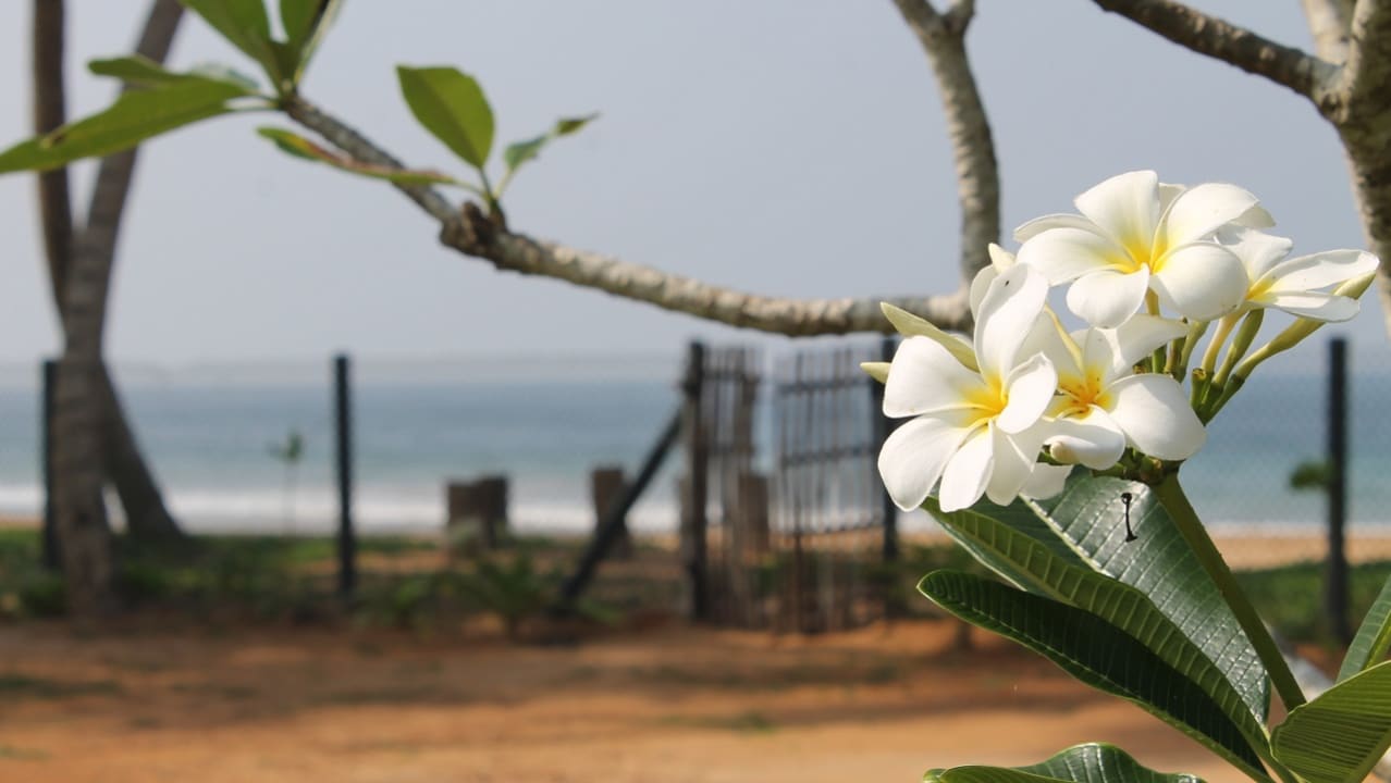 Ausblick ANANDA Ayurveda Resort