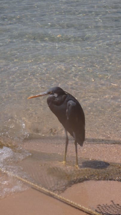Strand SUNRISE Royal Makadi Resort