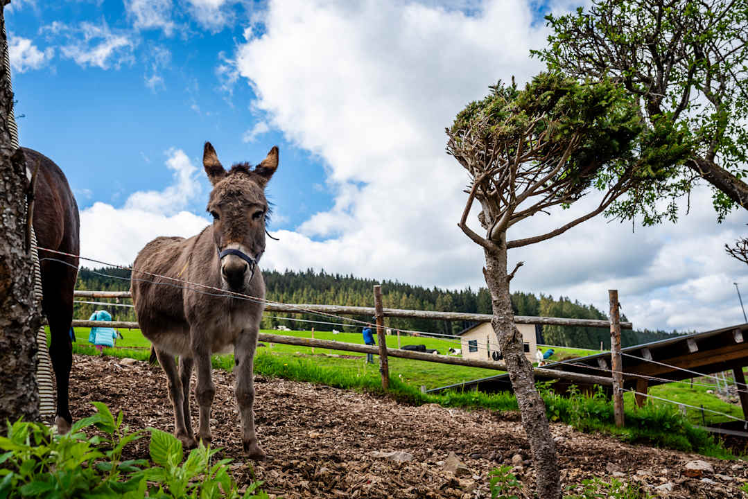 Gartenanlage Kinderbauernhof Wilmershof
