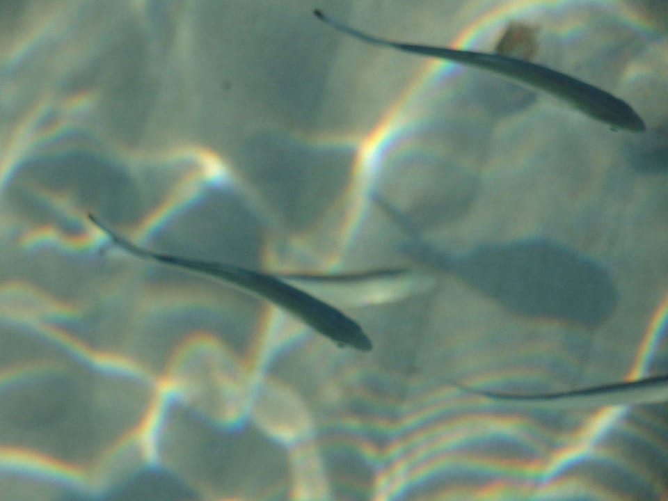 Die Fische  Zafiro Bahia