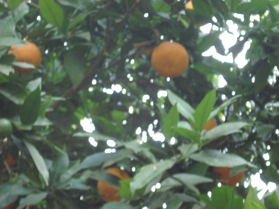 Orangen Plantage Hotel Arabella World