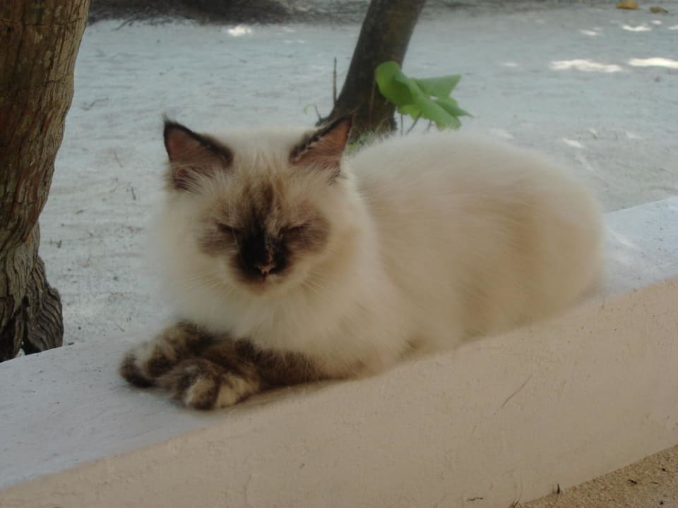 Angaga Katze Angaga Island Resort