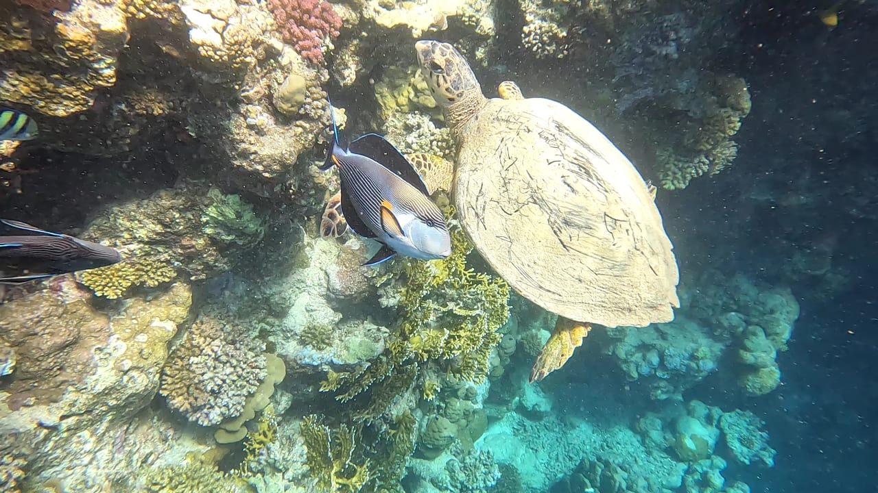 Strand Pickalbatros Sands Hotel - Port Ghalib