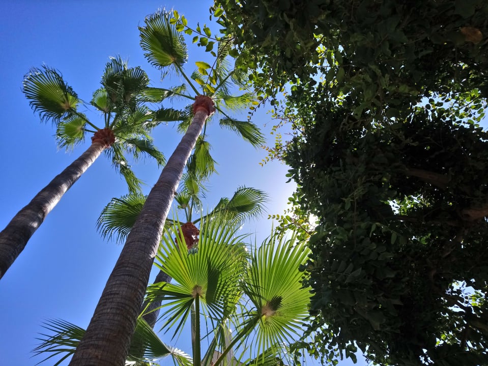 Gartenanlage FLOR los Almendros Hotel
