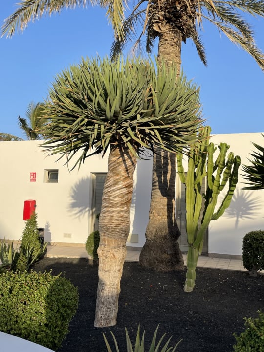 Gartenanlage Hotel Las Costas