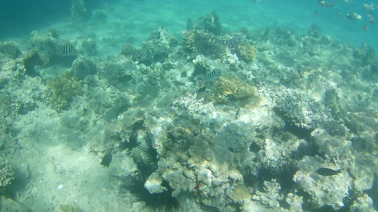 Strand Pickalbatros Jungle Aqua Park Resort - Neverland Hurghada