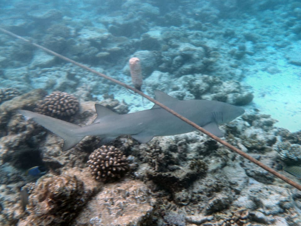 Zitronenhai? Ellaidhoo Maldives by Cinnamon