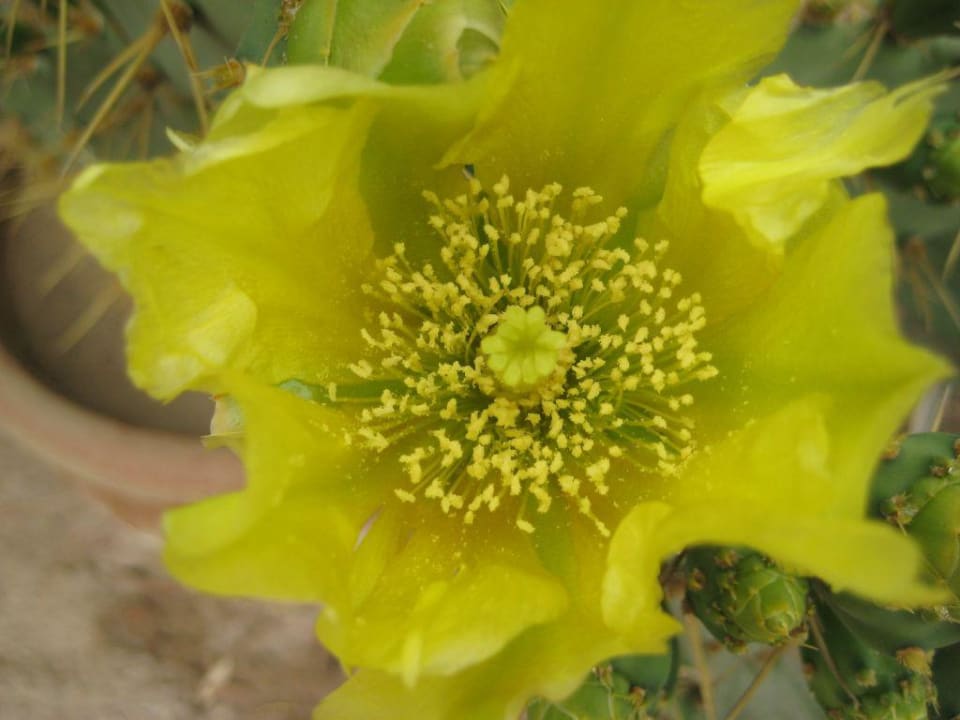 Schönheit , die für sich spricht Hotel Three Corners Ocean View prestige - Adults only