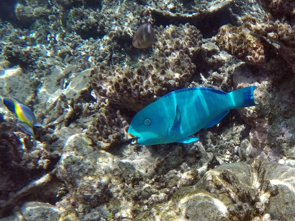 Kapitäns - Papageienfisch NH Collection Maldives Havodda Resort