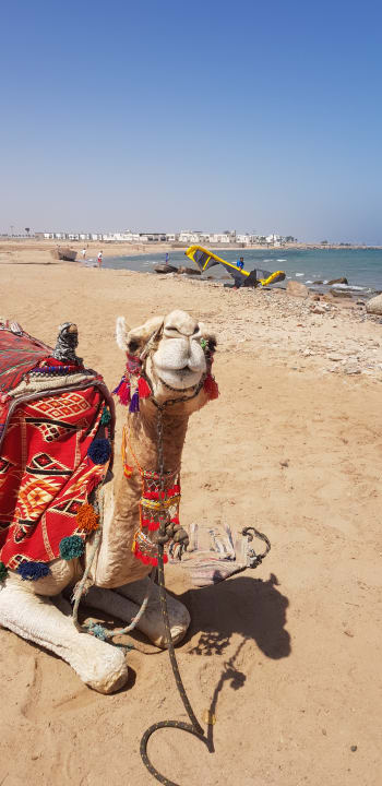 Strand Pickalbatros Aqua Blu Resort - Hurghada