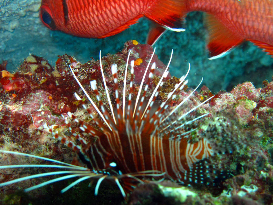 Sonstiges Safari Island Maldives
