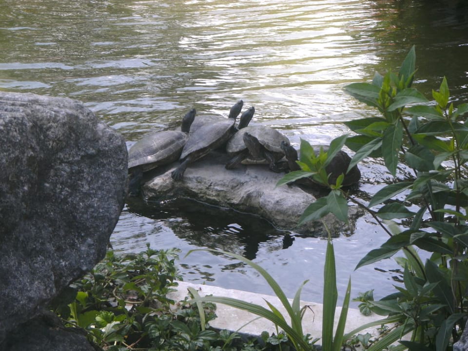 Wasserschildkröten im Teich vor der Lobby Grand Palladium Select Bávaro Resort & Spa