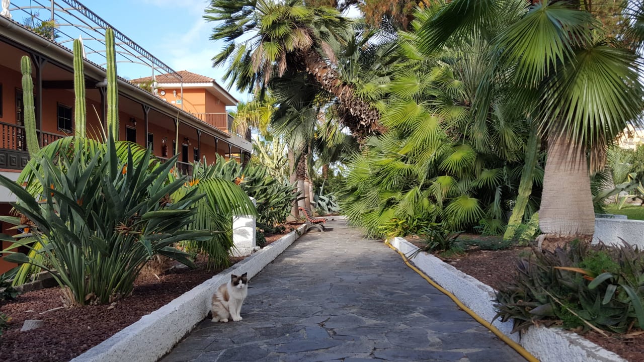 Außenanlage mit Katze Apartments Ambassador