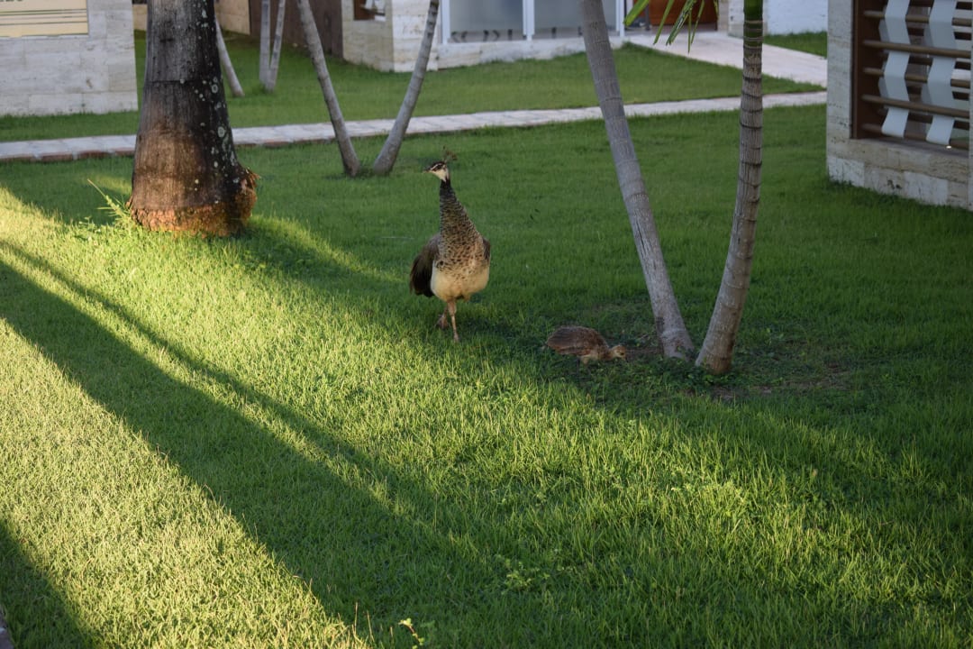 Gartenanlage Villas Bavaro Resort & Spa