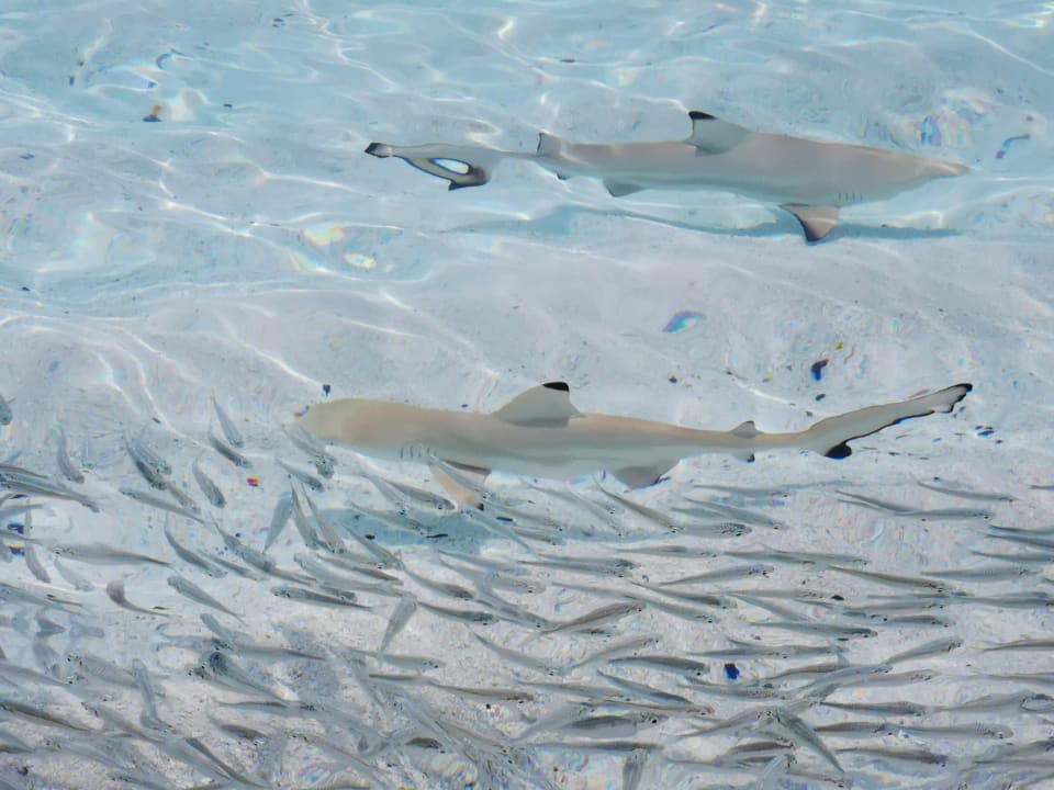 Strand Adaaran Select Meedhupparu Island Resort - Premium All Inclusive